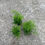 Miniaturbild: Asparagus plumosus, Babyplant
