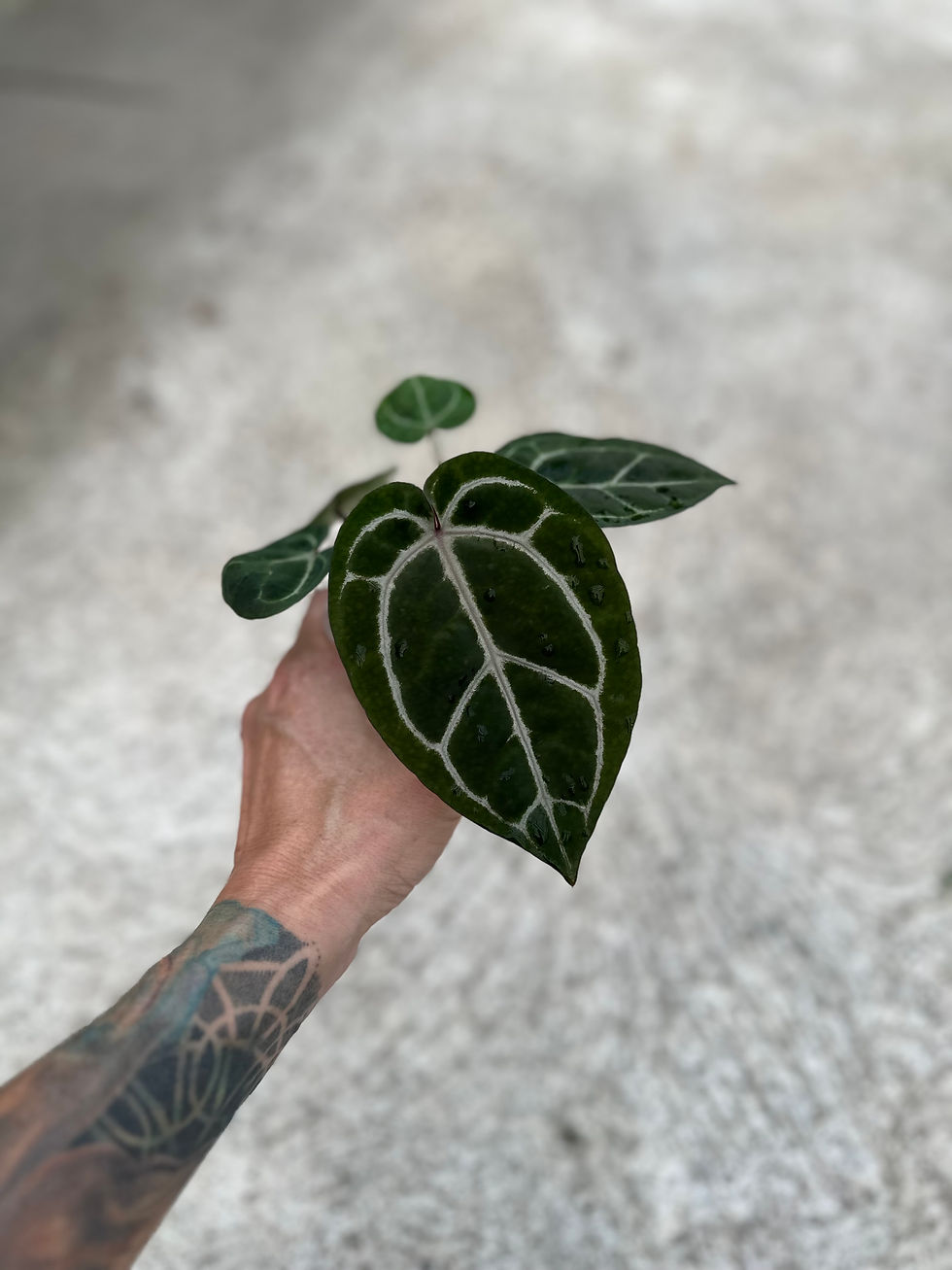 Miniaturbild: Anthurium ZxMF2 x M