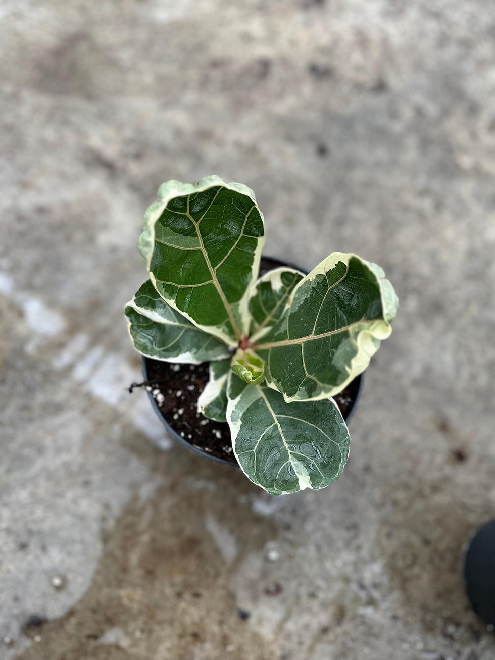Ficus Lyrata variegata