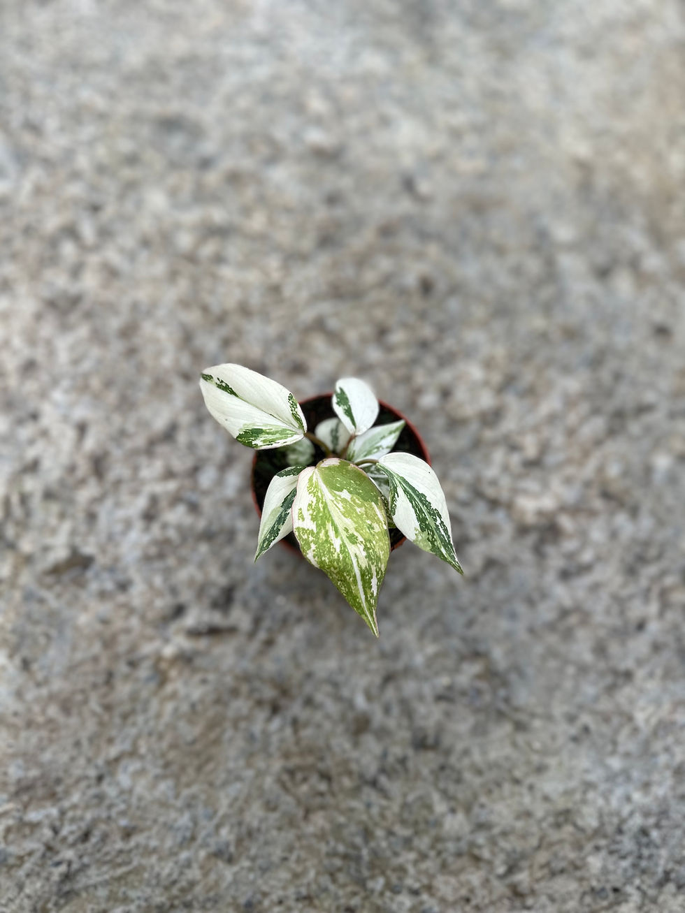 Miniaturbild: Philodendron Gloriosum Tricolor variegated