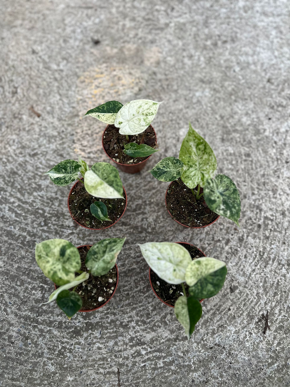 Miniaturbild: Alocasia Dragon Scale Mint