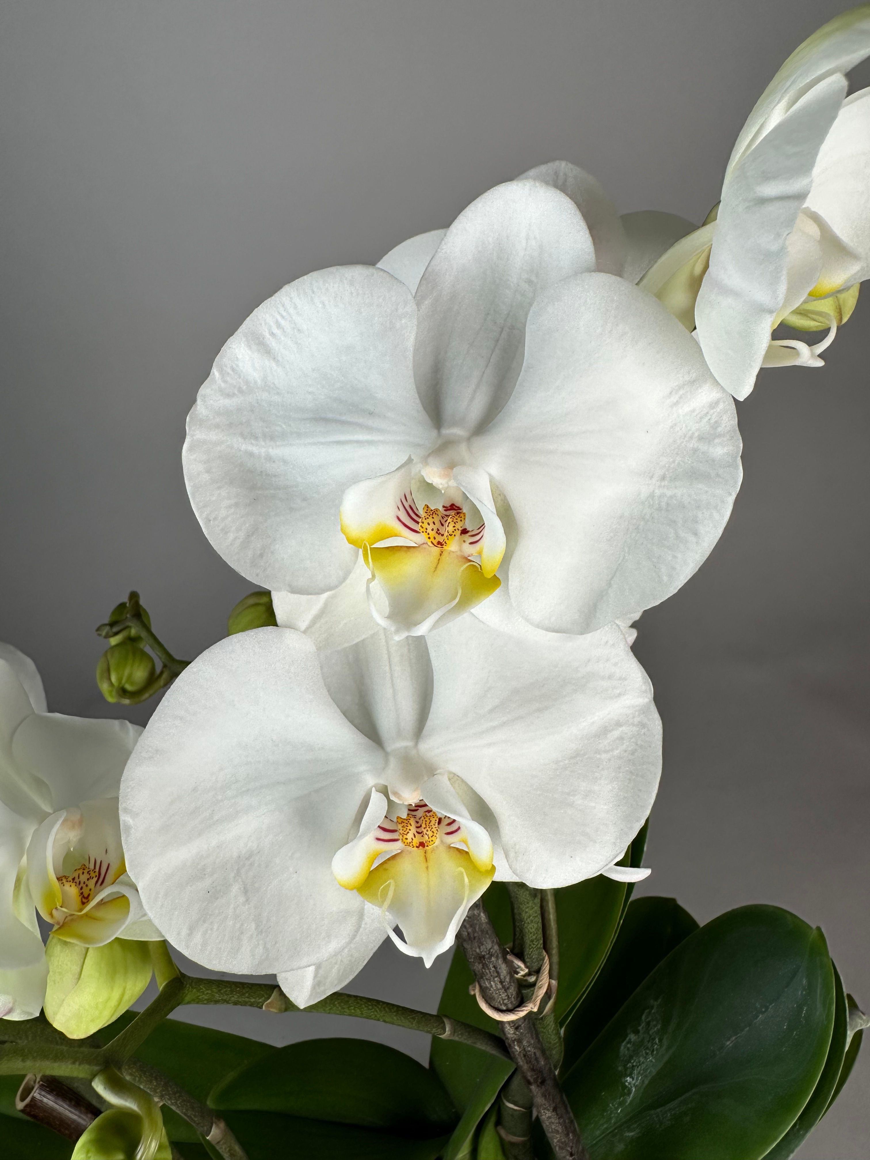 Phalaenopsis Bambuso Inyo