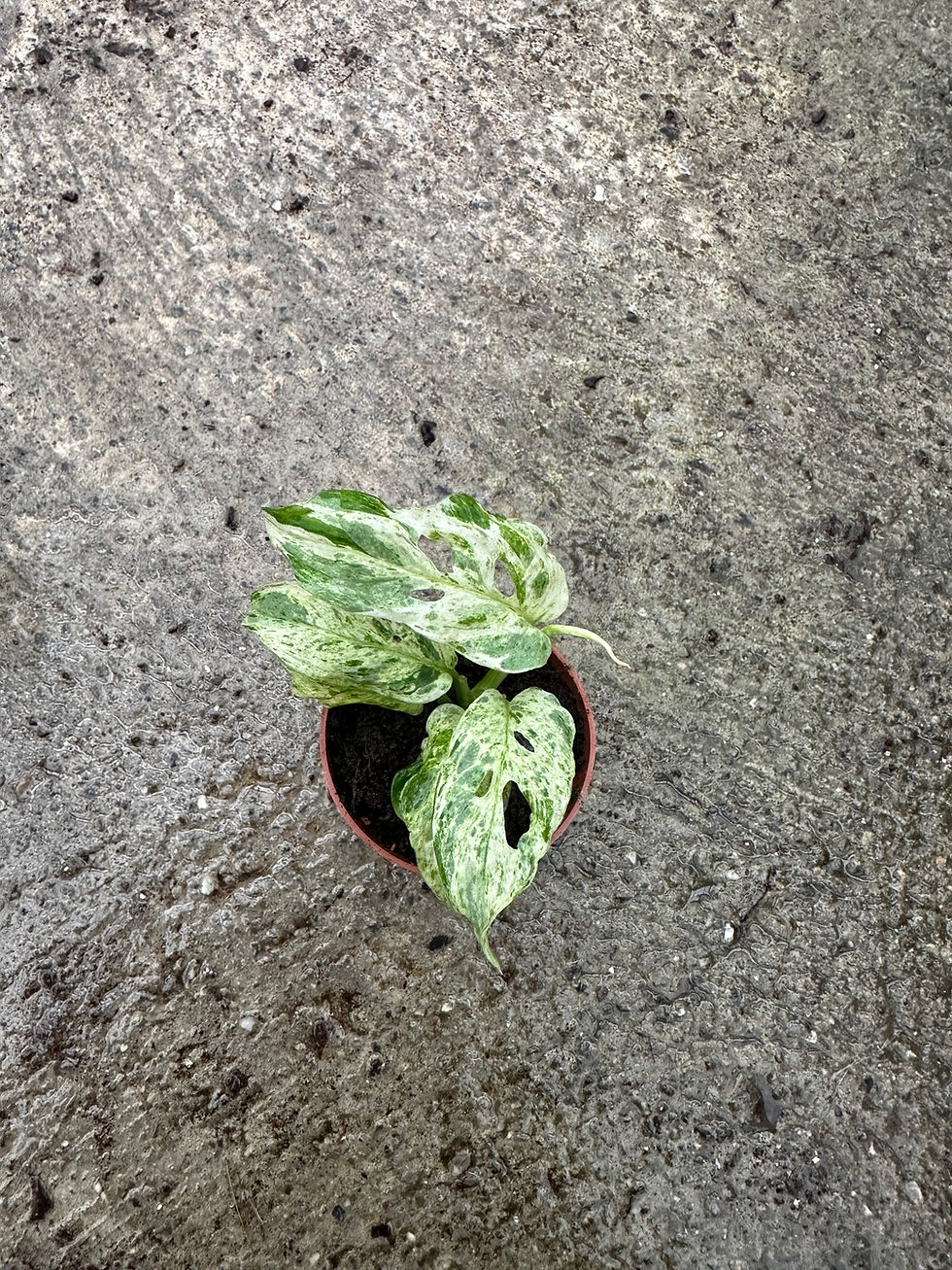 Miniaturbild: Monstera Frozen Freckles