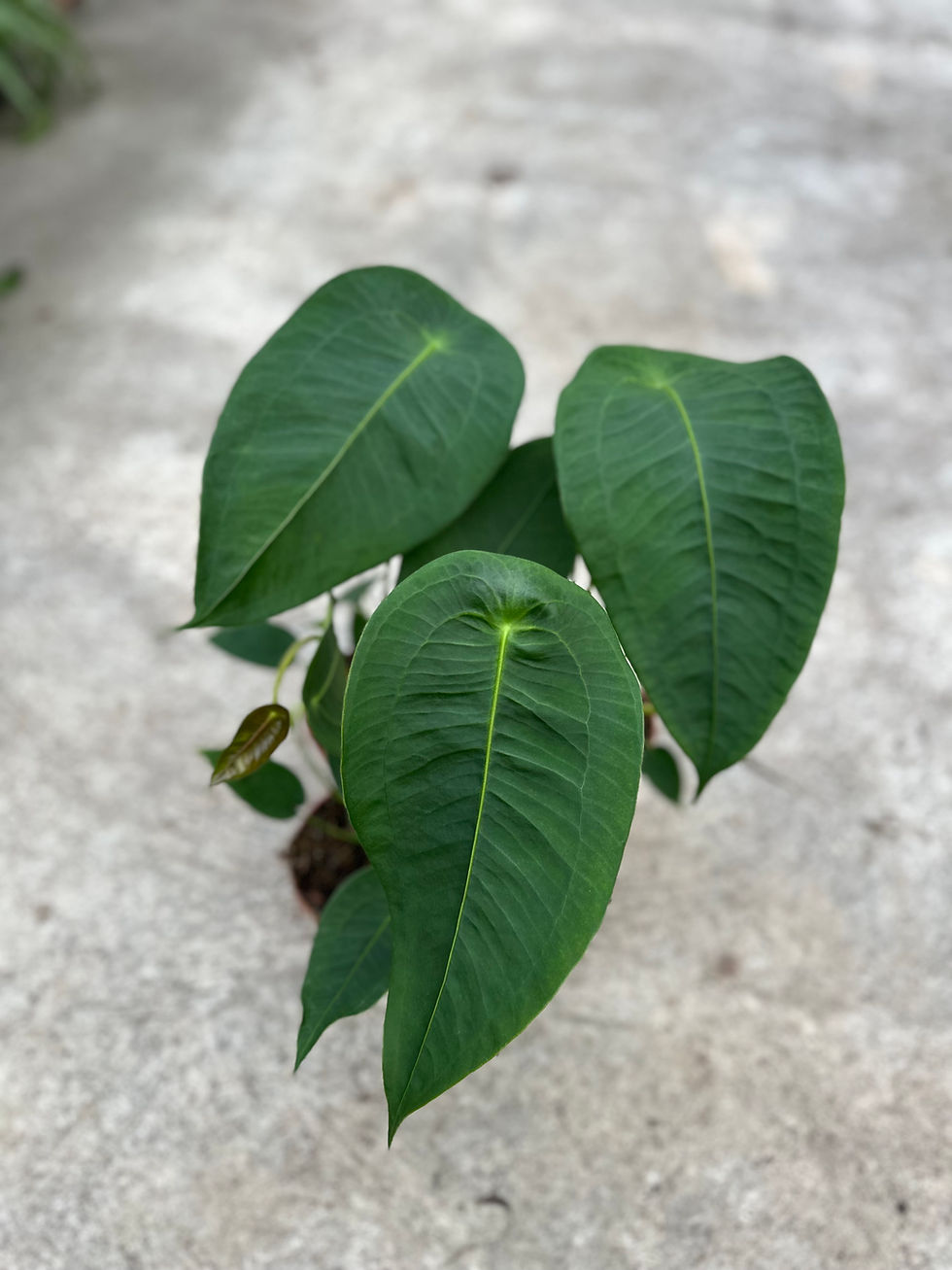 Anthurium Peltigerum