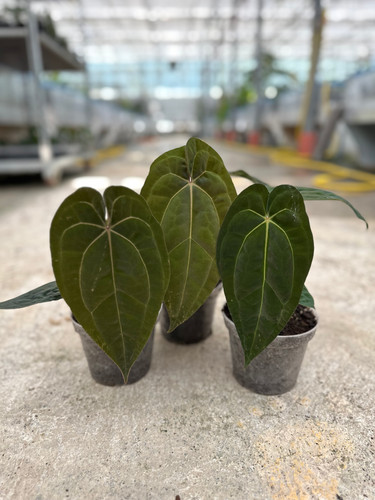 Anthurium ZxM x Papillilaminum | Skinkplants