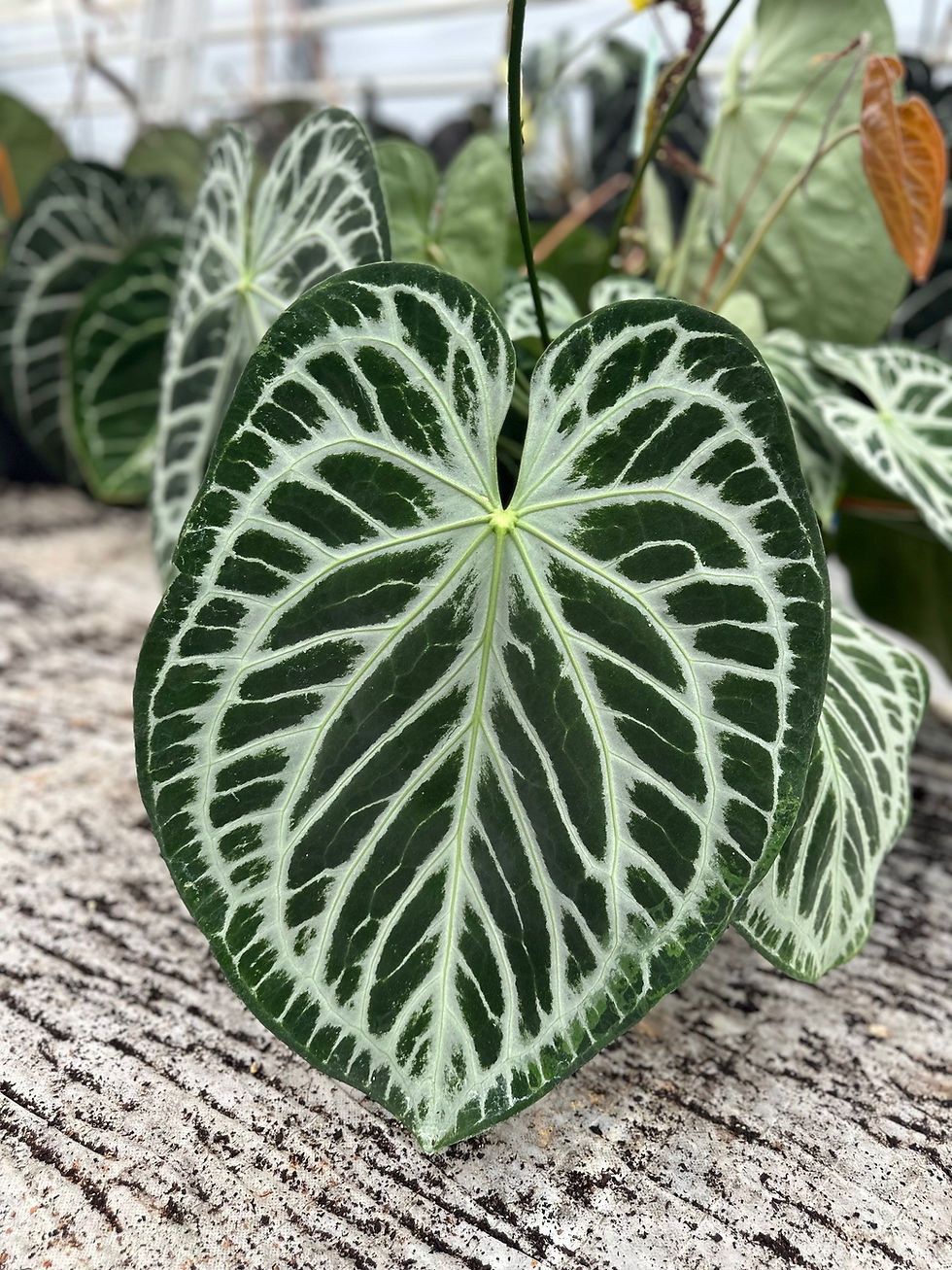 Miniaturbild: Anthurium San2 "Extreme Silver" x Karma "Super Silver" Seedling