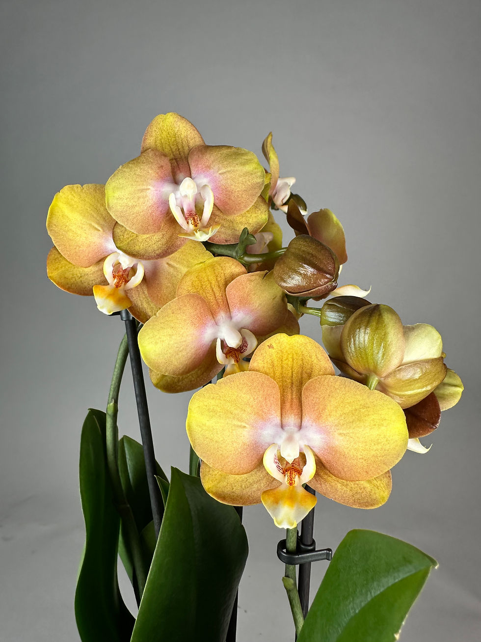 Miniaturbild: Phalaenopsis golden color