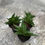 Miniaturbild: sansevieria inti mini no 3
