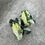Miniaturbild: Alocasia Dragon Scale Albo variegata