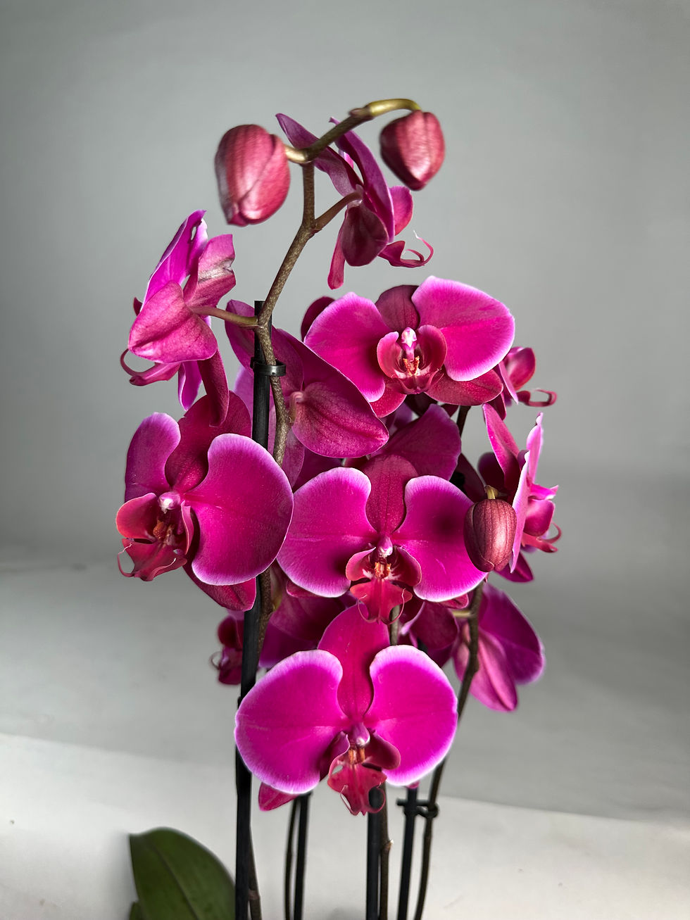 Miniaturbild: Phalaenopsis Violett