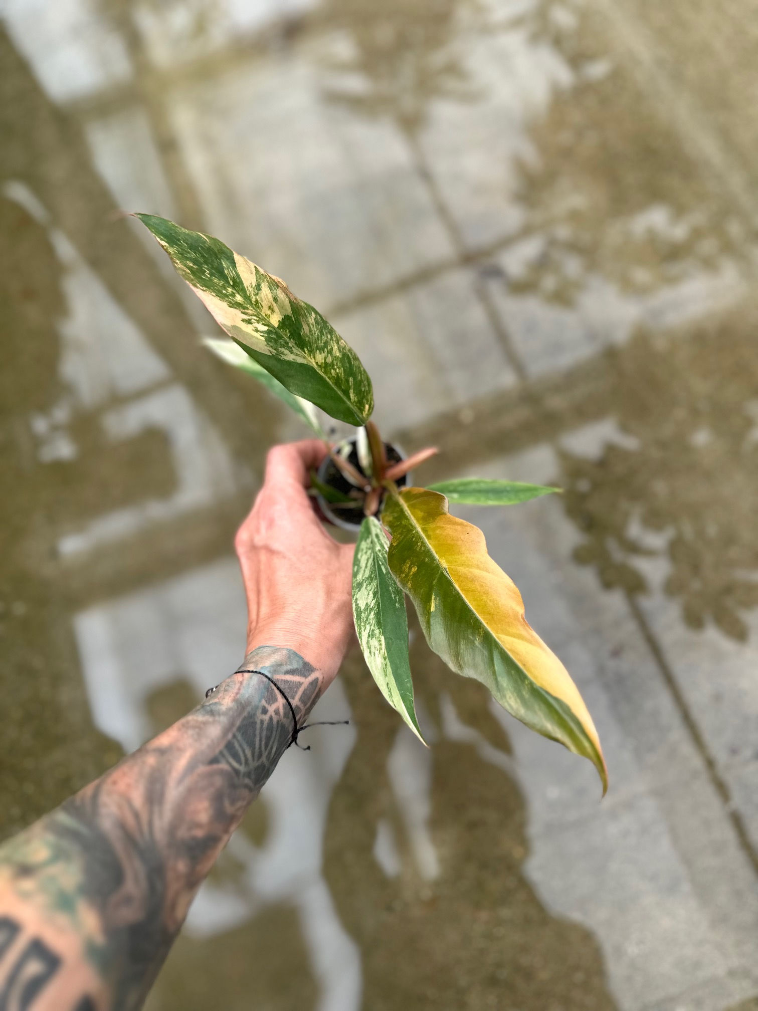 Philodendron Caramel Marble