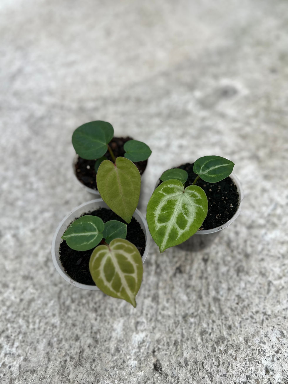 Miniaturbild: "New Hybrid Collection" bundle 3 Seedlings