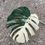 Miniaturbild: Monstera Borsigiana variegata  Cutting