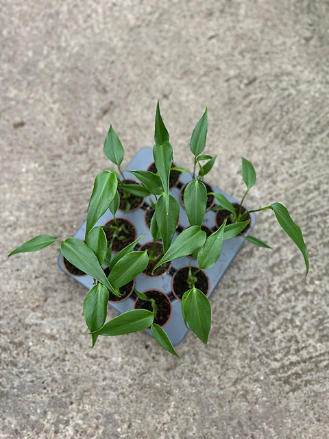 philodendron whipple way Philodendron Whipple Way main image 1