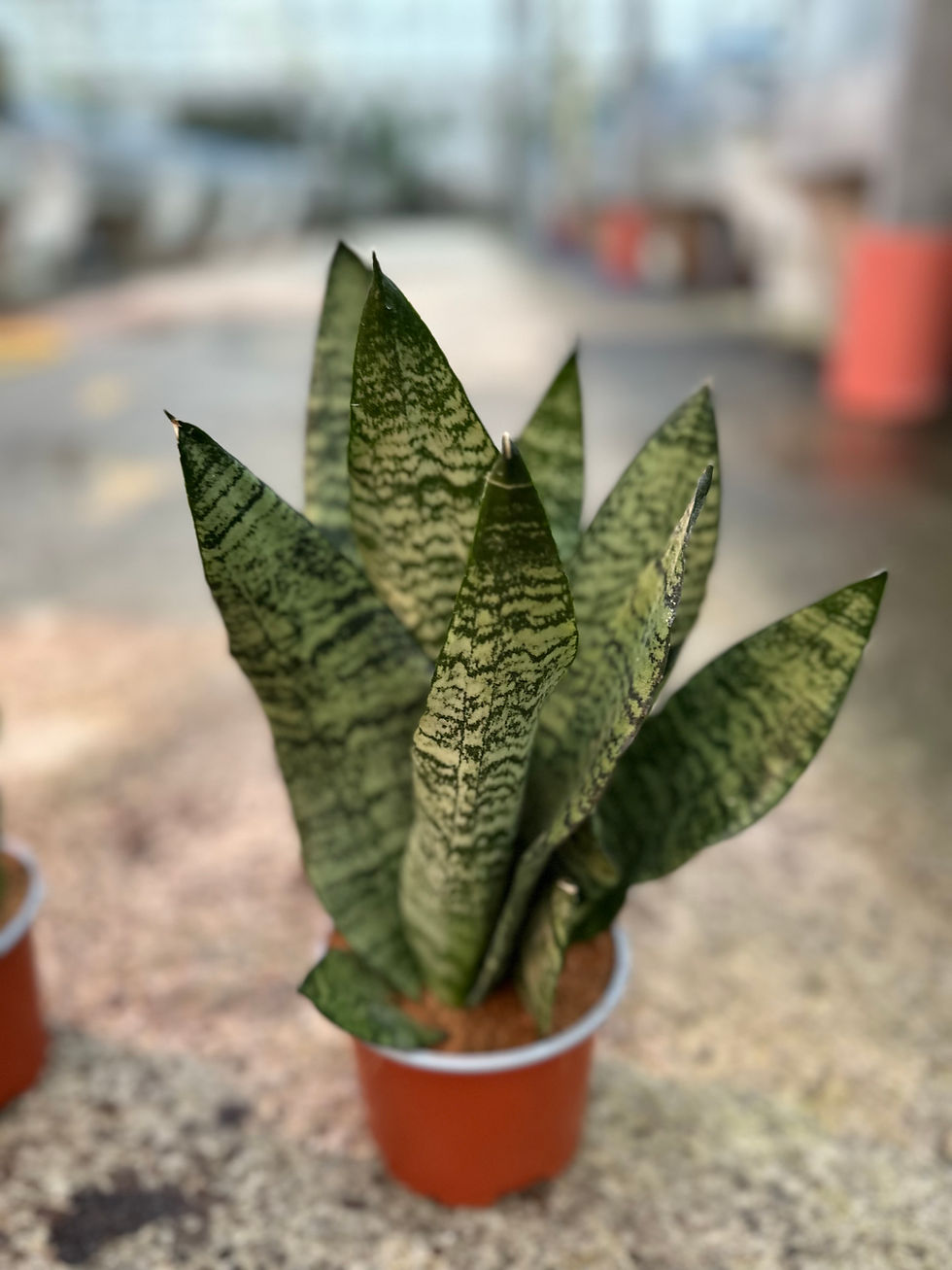 Sansevieria Trifasciata Black Coral