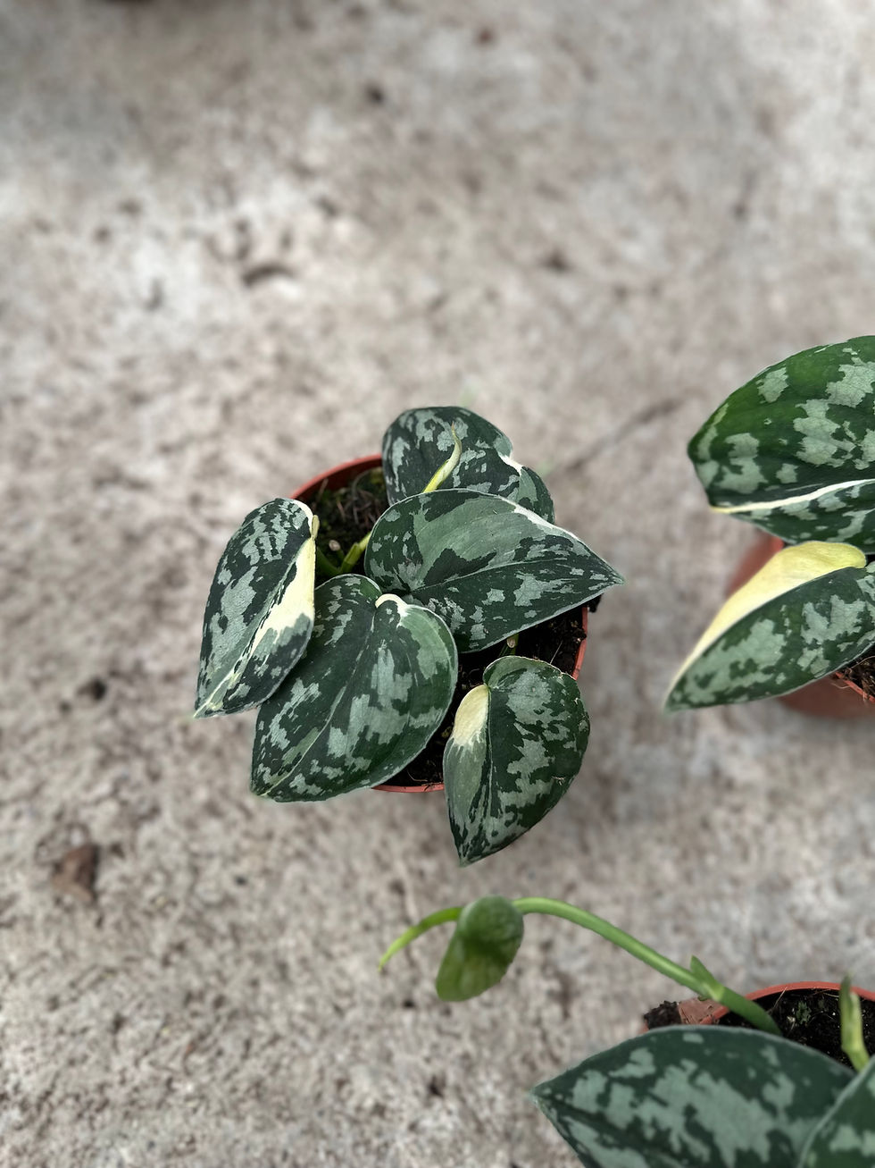 Miniaturbild: Scindapsus Mayari variegata