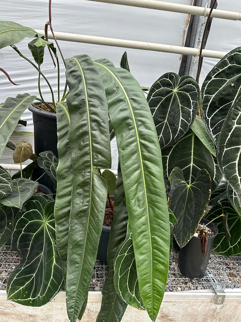 Miniaturbild: Anthurium sp. Morona