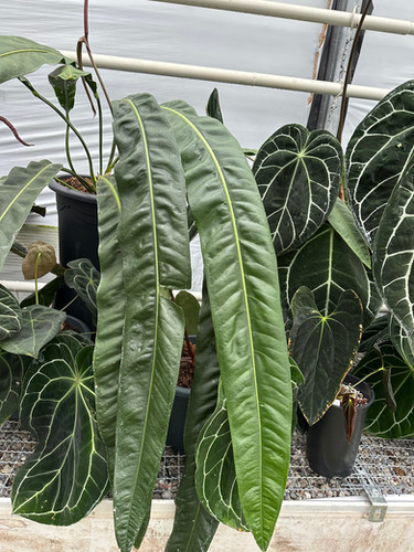 Anthurium sp. Morona CH | Skinkplants