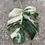 Miniaturbild: Monstera Borsigiana variegata cutting