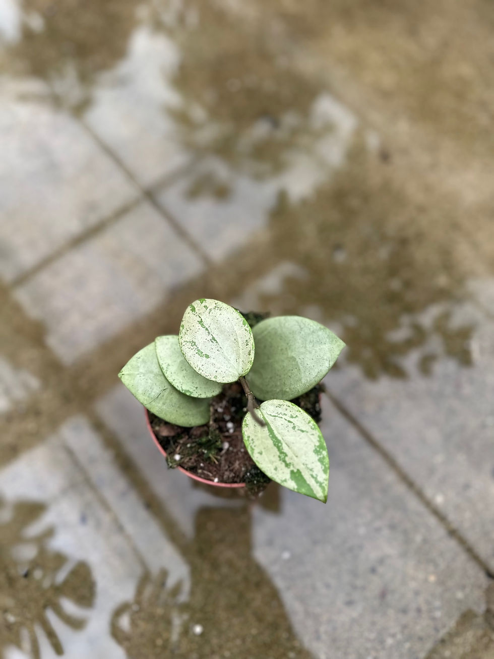 Miniaturbild: Hoya Acuta Silver