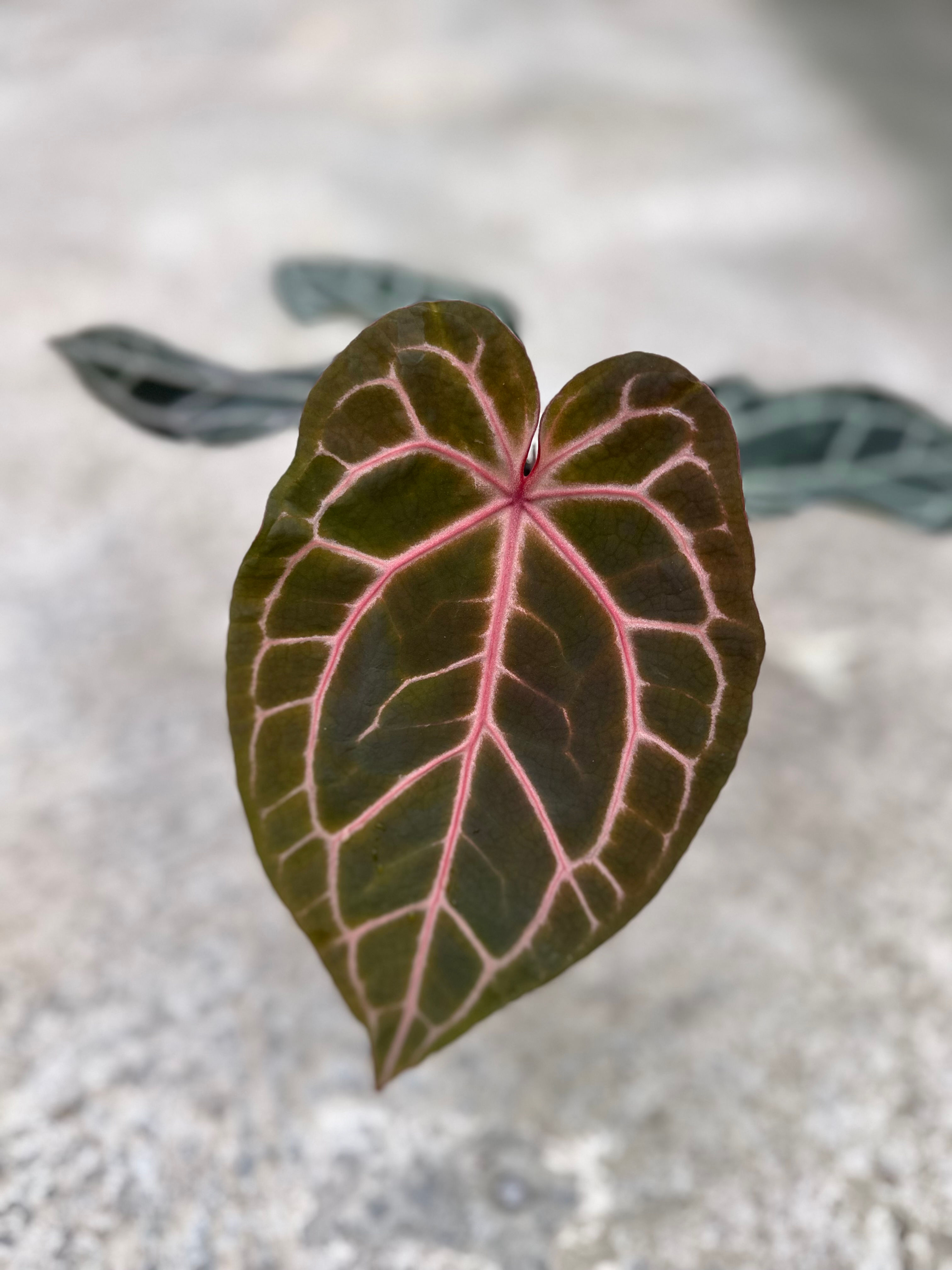 Anthurium ZxM selected x M