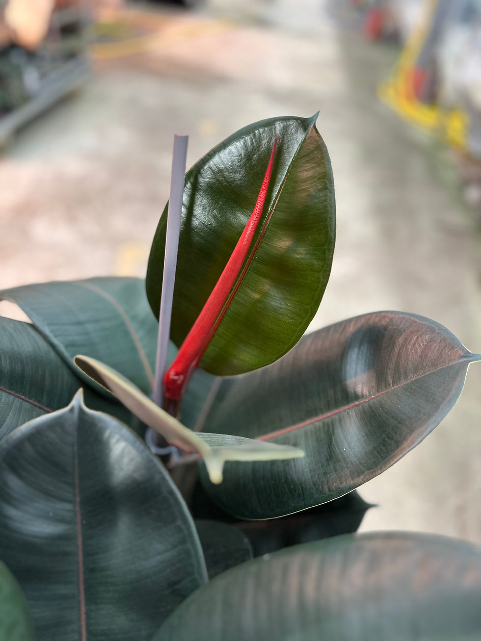 Miniaturbild: Ficus Elastica "Abidjan"