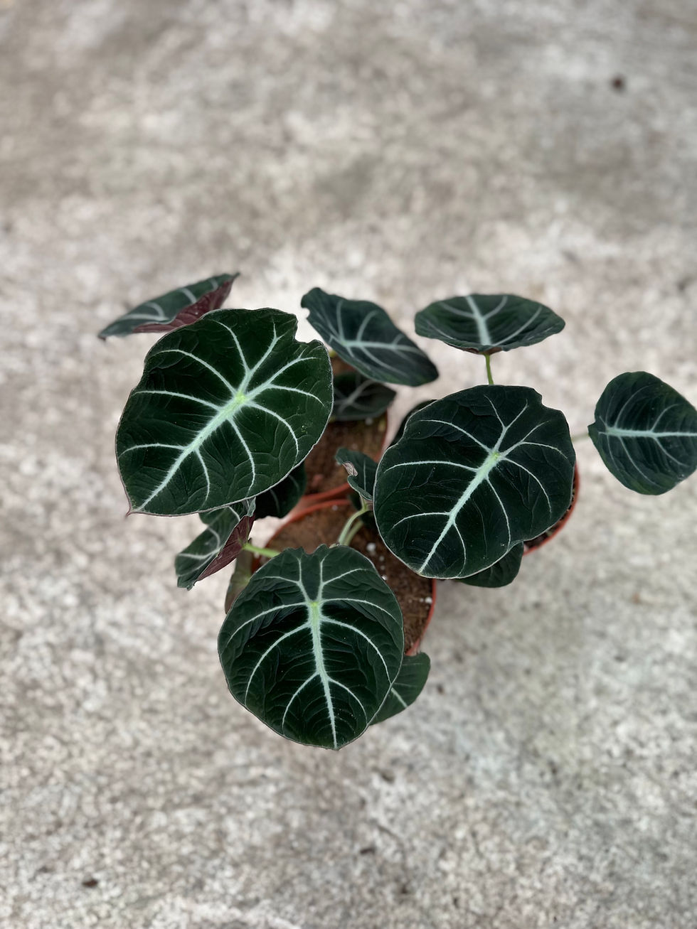 Alocasia Black Velvet