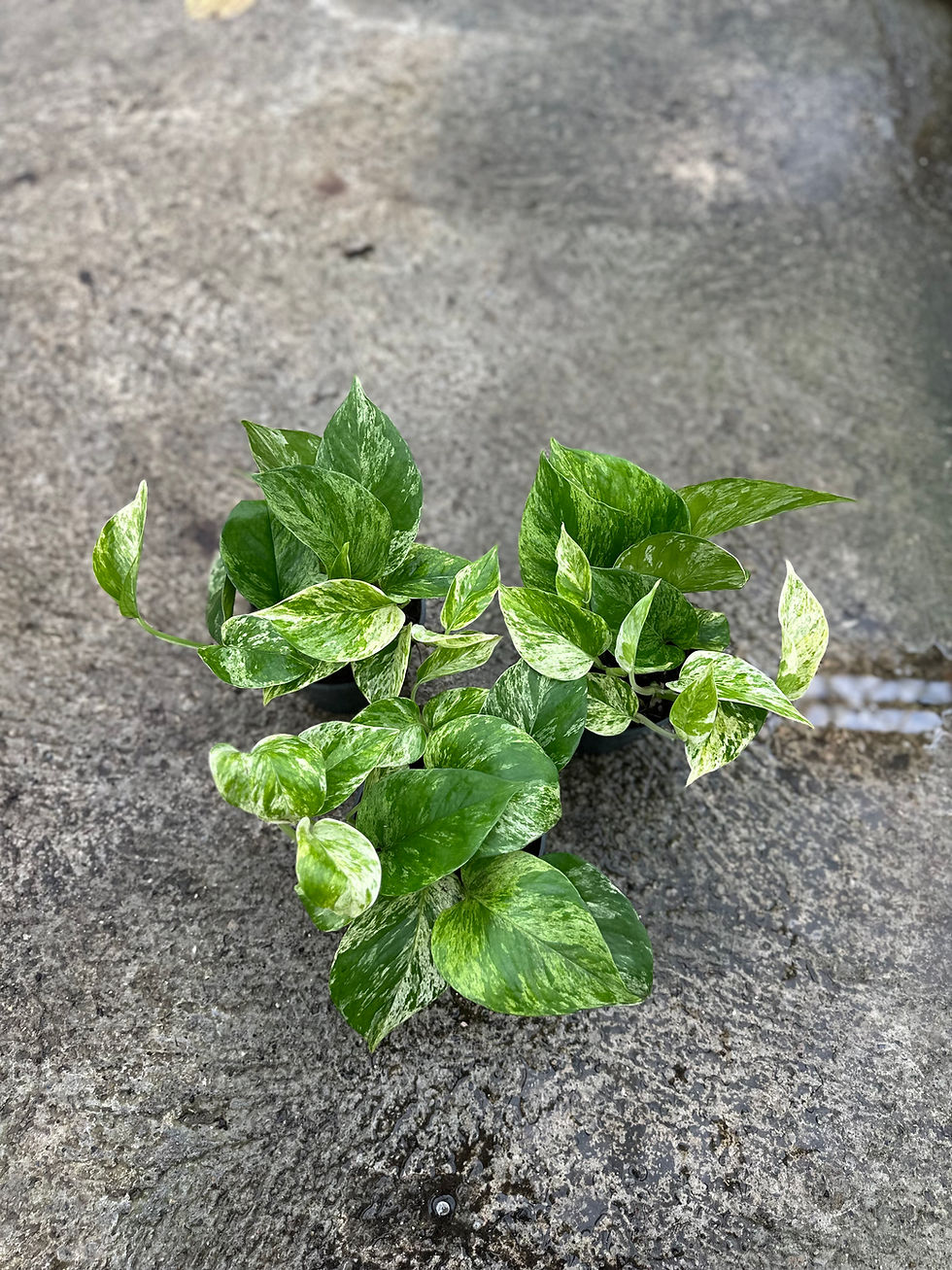 Miniaturbild: Epipremnum Pinnatum Marble Queen