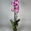 Miniaturbild: Phalaenopsis Splash Gorden