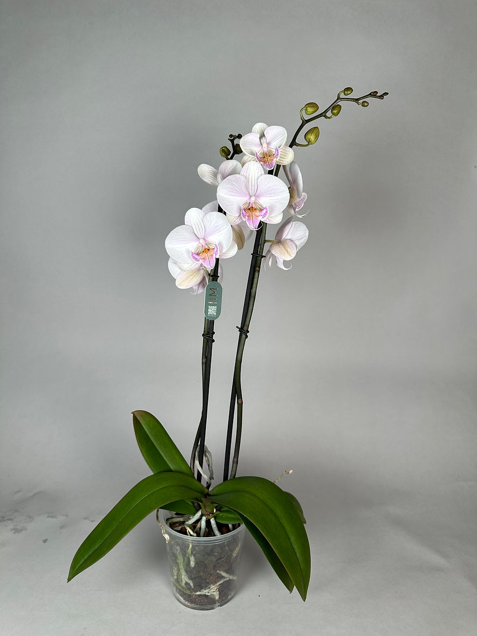 Phalaenopsis Manta Ambon