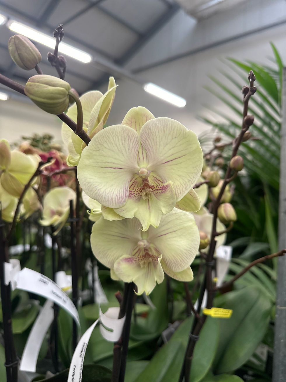 Phalaenopsis "TinaTurner"