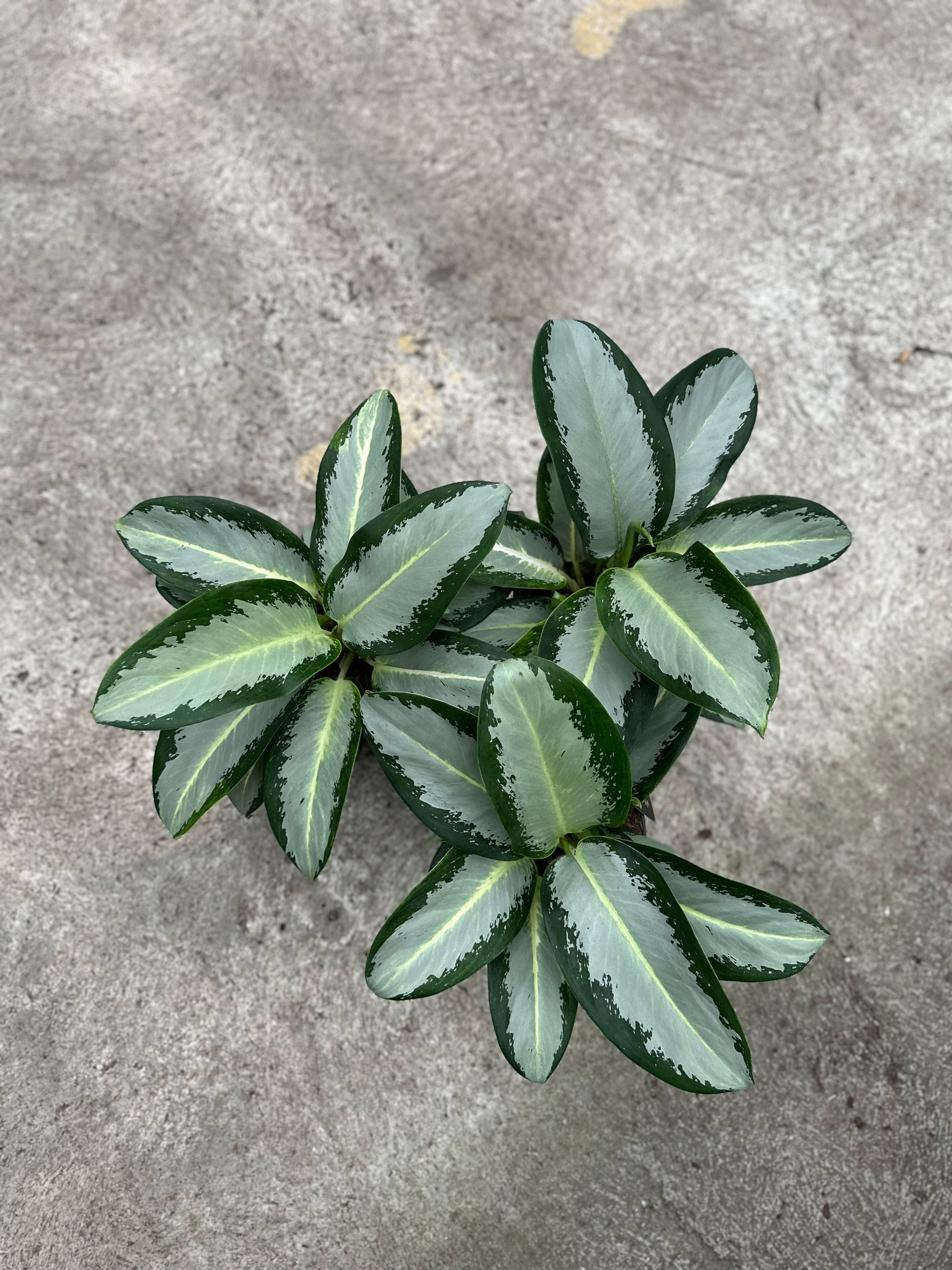 Aglaonema Silver Blue