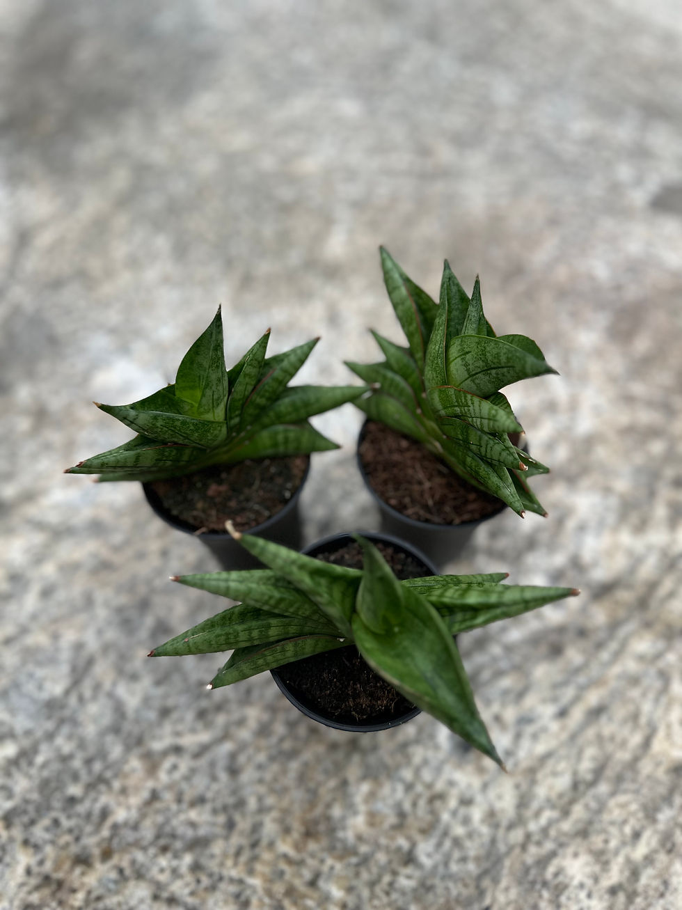 sansevieria inti mini no 3