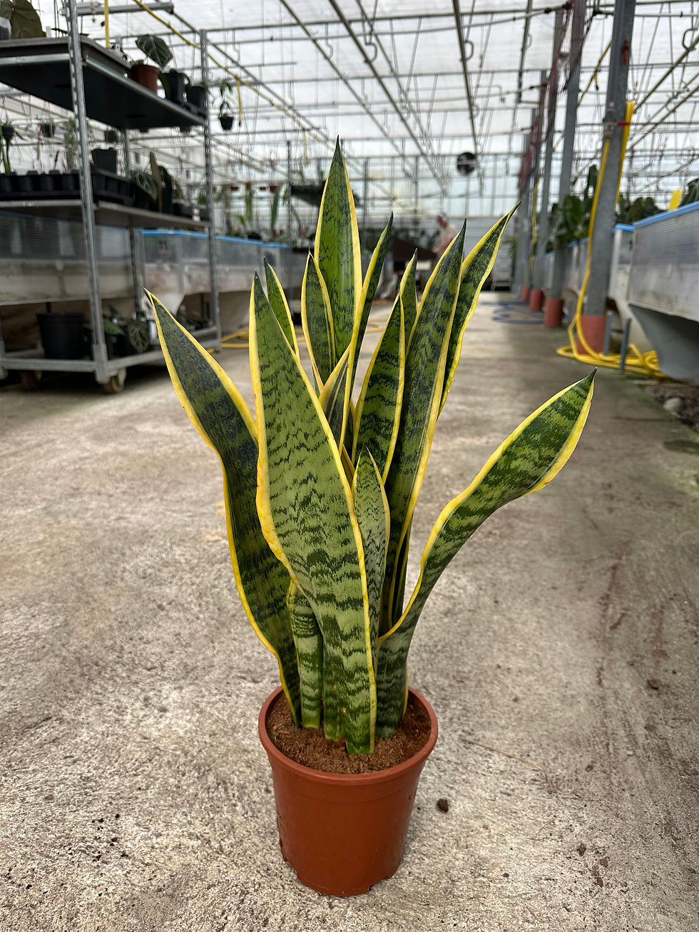 Miniaturbild: Sansevieria Trifasciata "Laurentii"