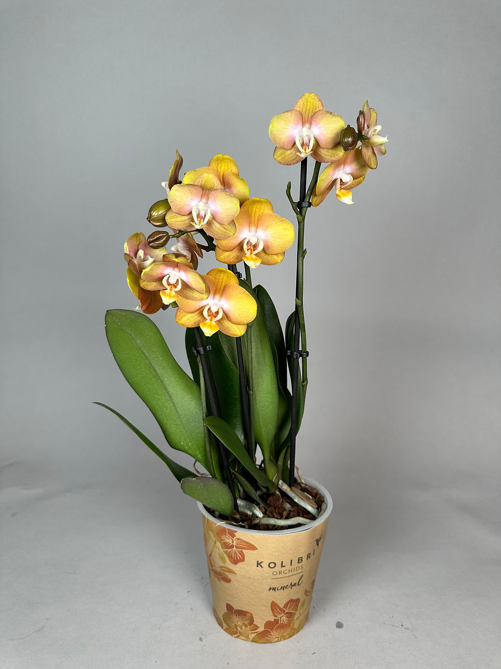 Miniaturbild: Phalaenopsis golden color