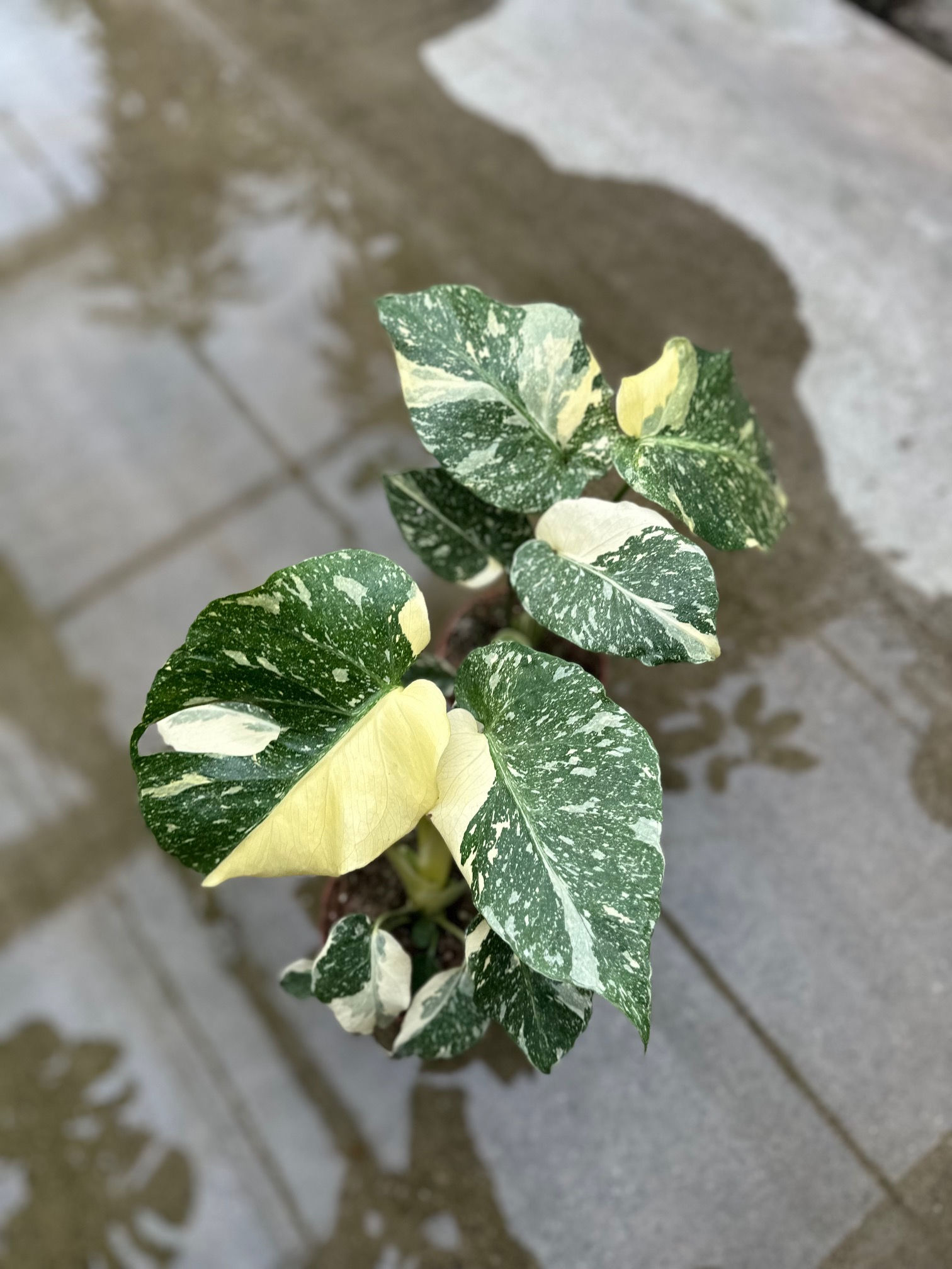 Monstera Thaiconstellation Platinum