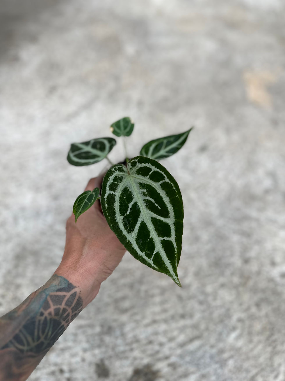 Miniaturbild: Anthurium Ahmar San