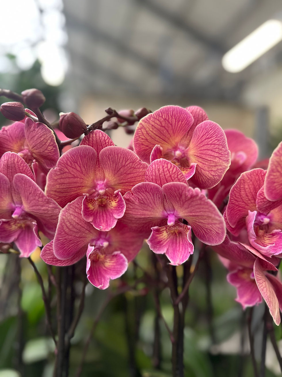 Phalaenopsis Hybrid