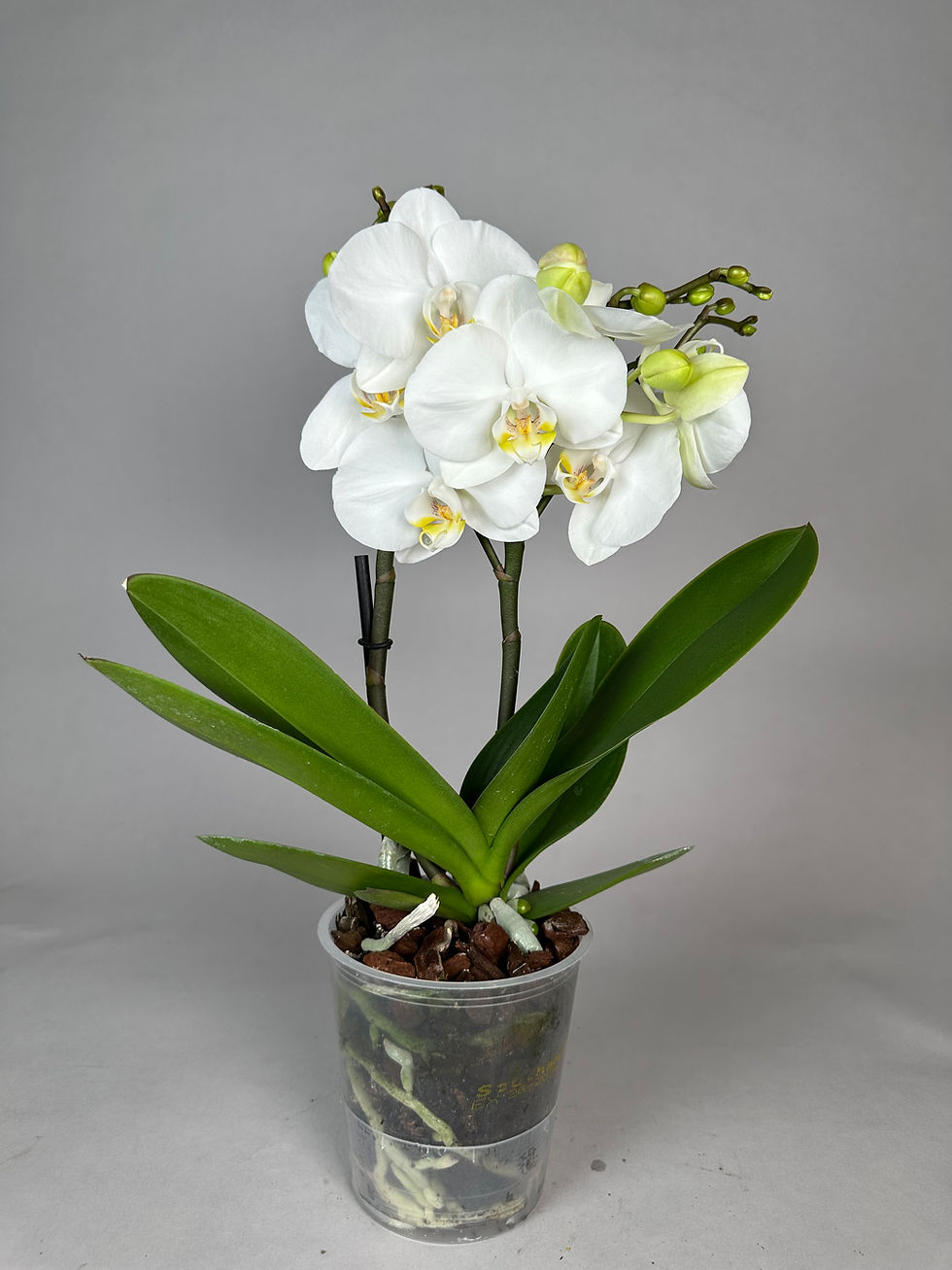 Phalaenopsis weiss