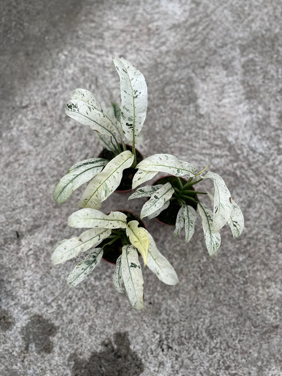 Rhaphidophora Puberula variegata