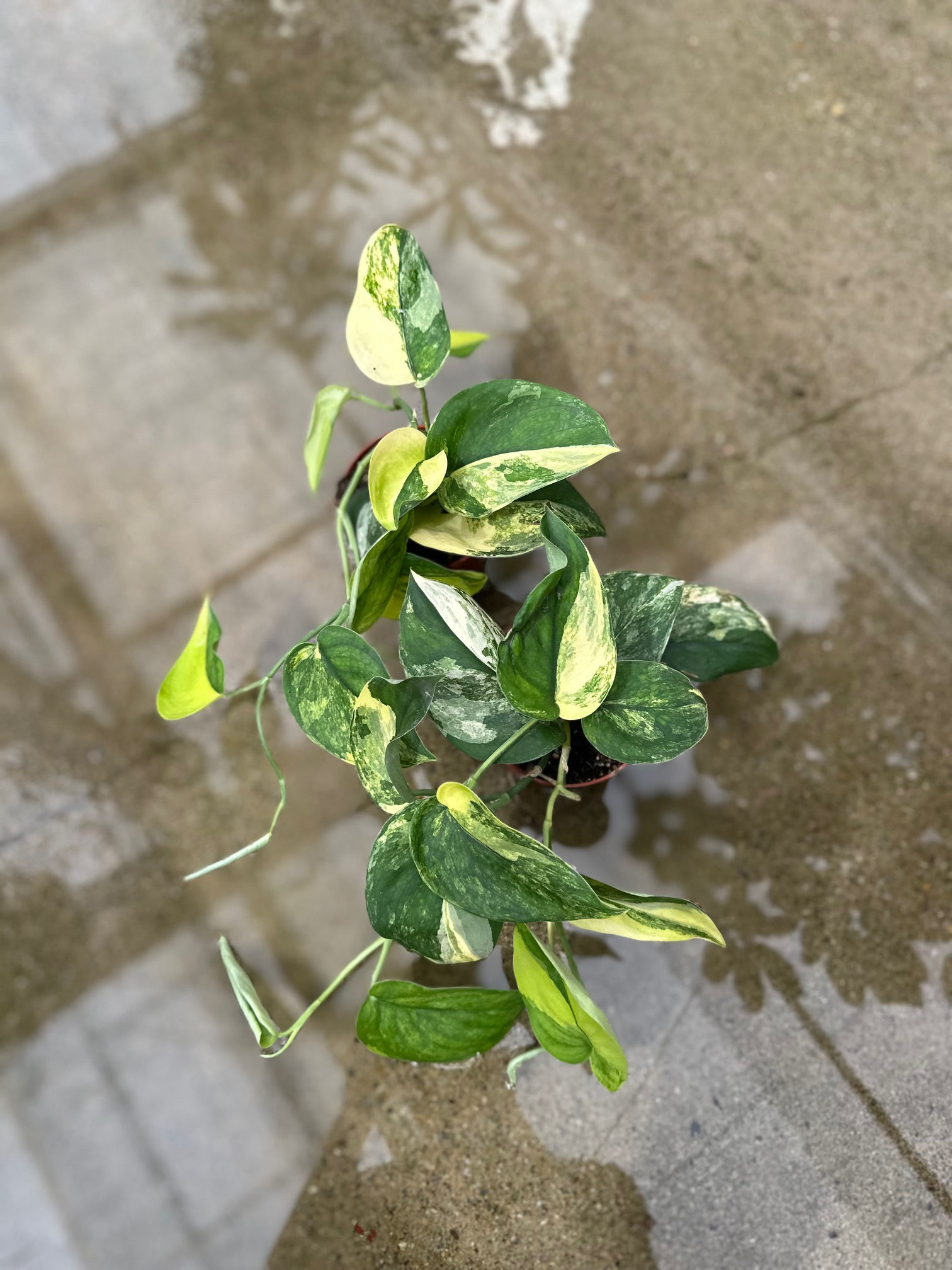 Scindapsus Jade Satin Aurea