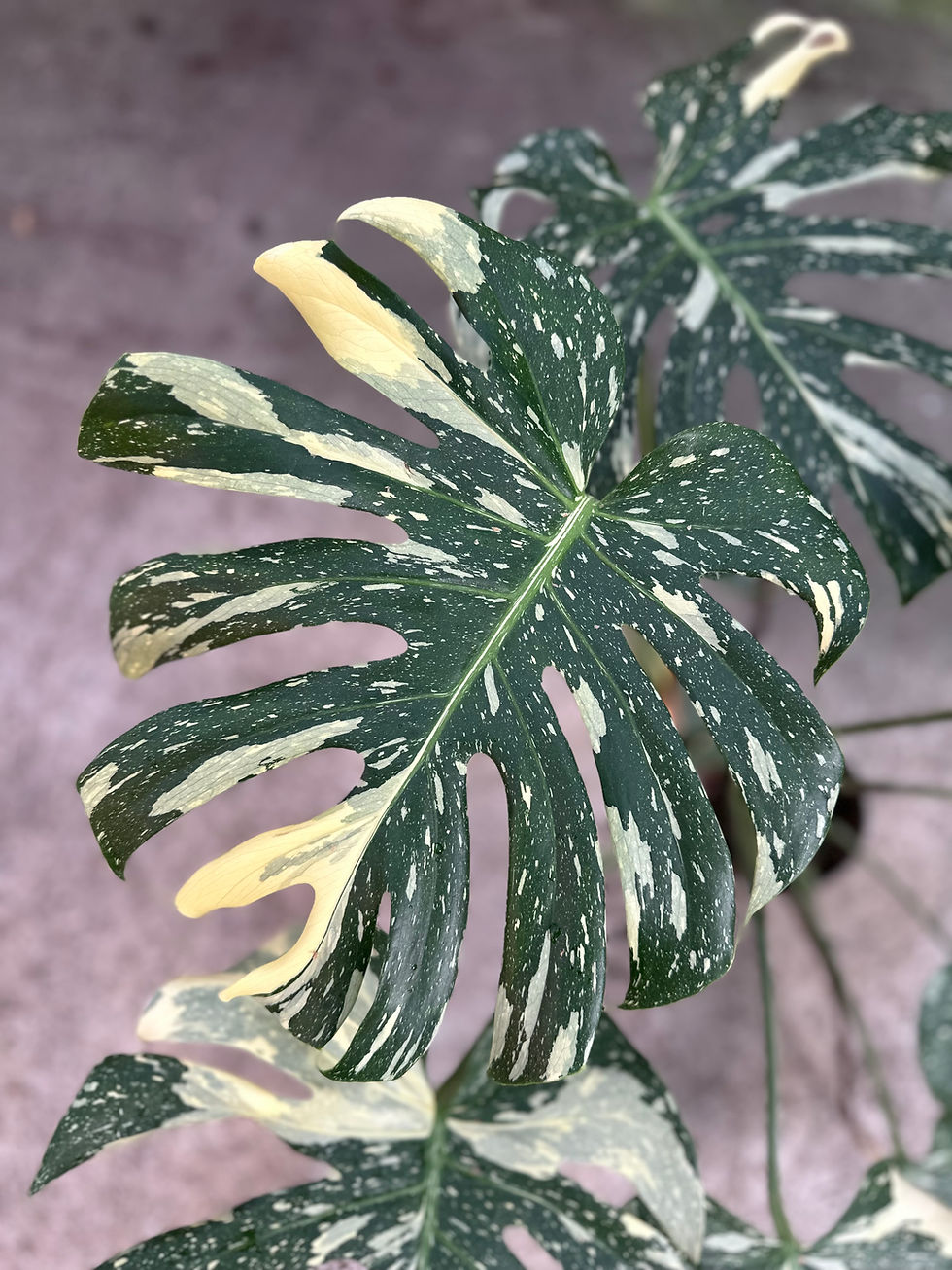 Monstera Thaiconstellation Creme Brûlée