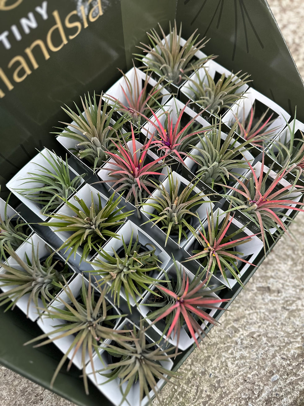 Tillandsia
