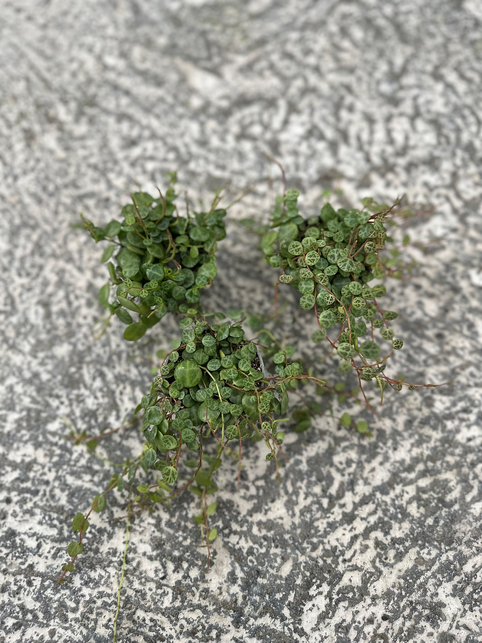 Miniaturbild: Peperomia Prostrata