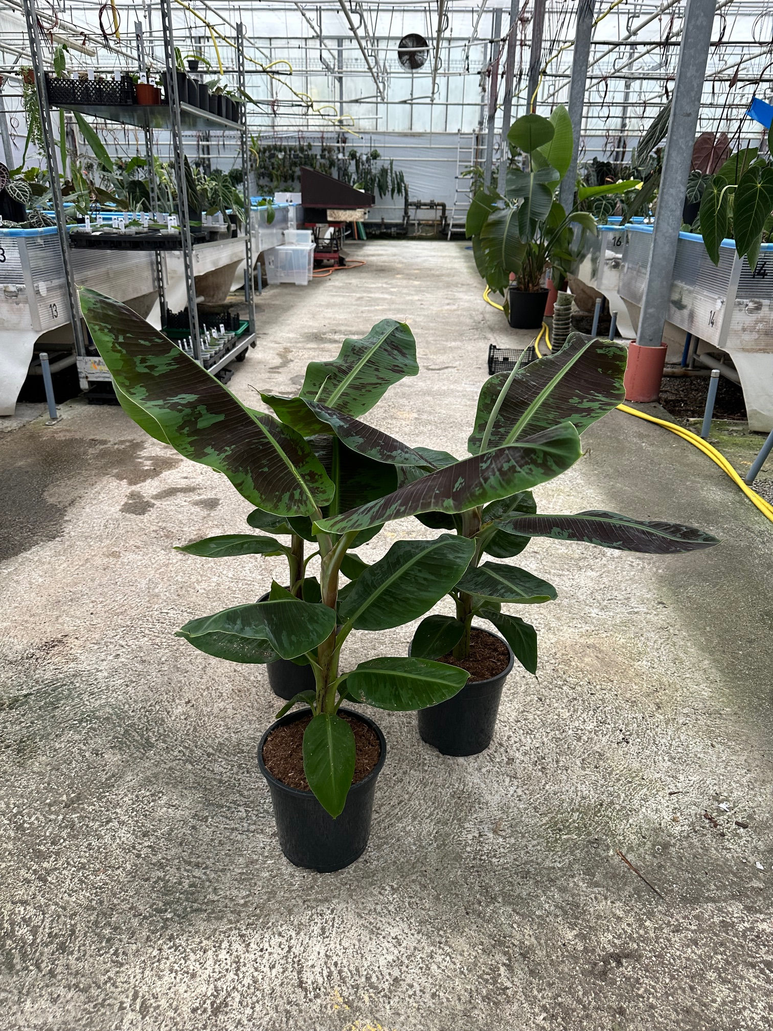 Zimmerbanane Musa Dwarf Cavendish
