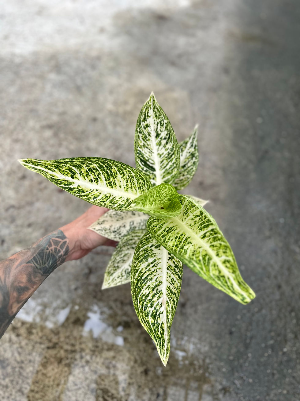 Miniaturbild: Aglaonema Polar Springtime