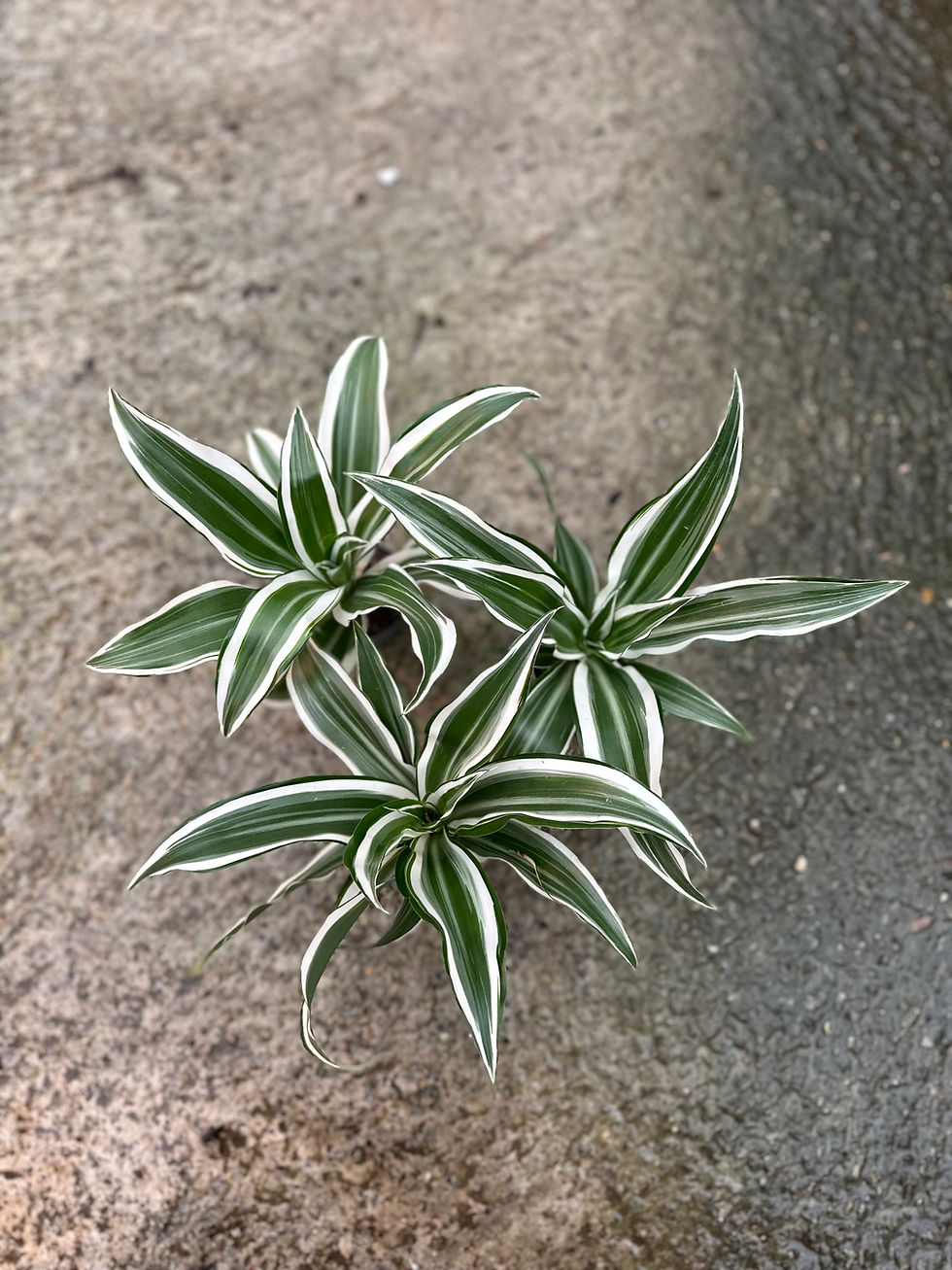 Dracaena Fragrans Compacta White Jewel