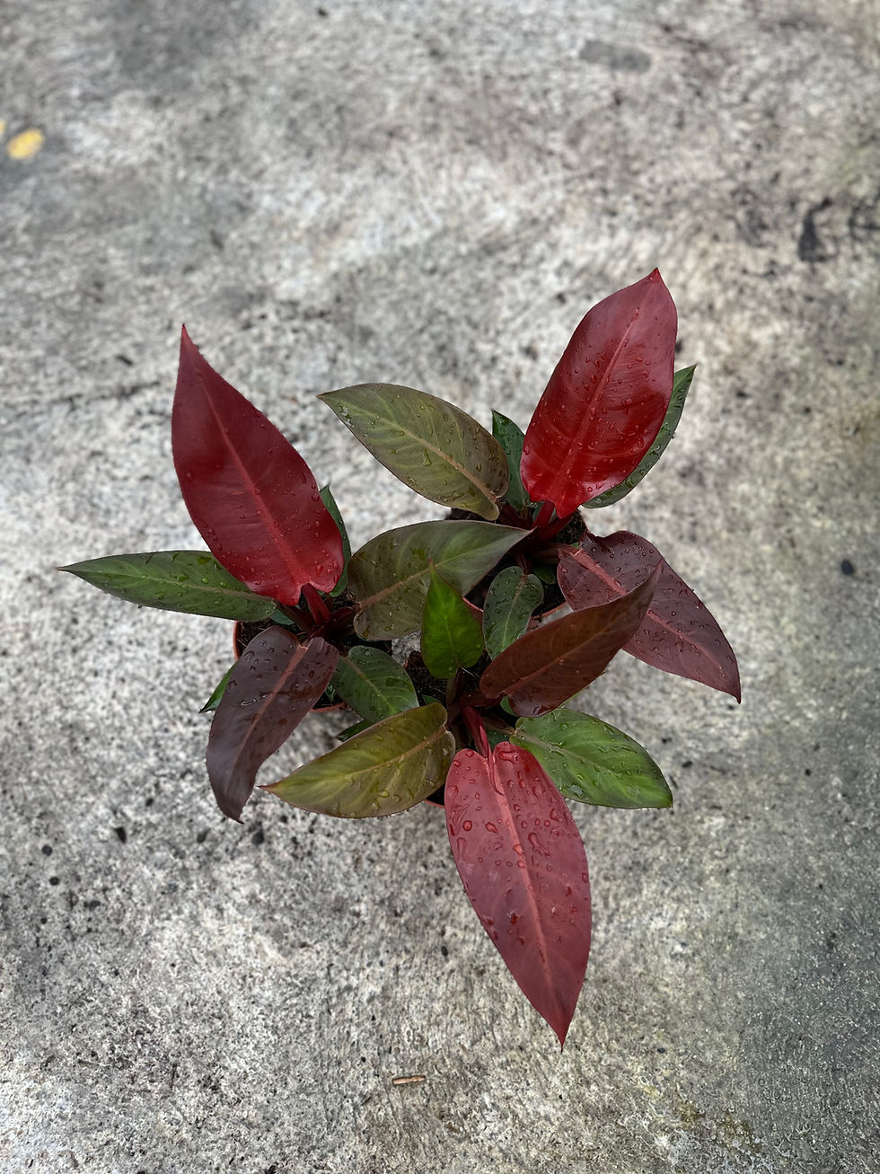 Philodendron McColley's Finale