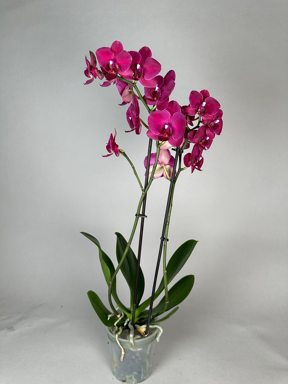 Miniaturbild: Phalaenopsis Color Mix