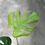 Miniaturbild: Monstera Deliciosa Mint